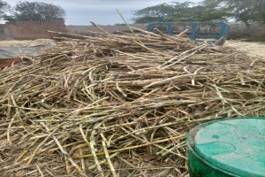 Fresh Sugarcane Saccharum officinarum. from Pakistan